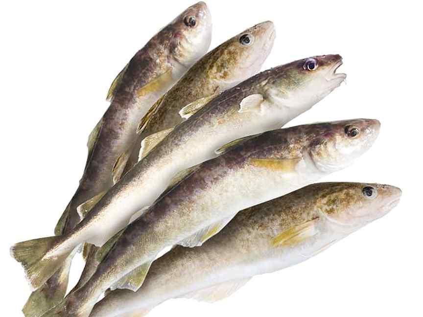  Рыба Навага 